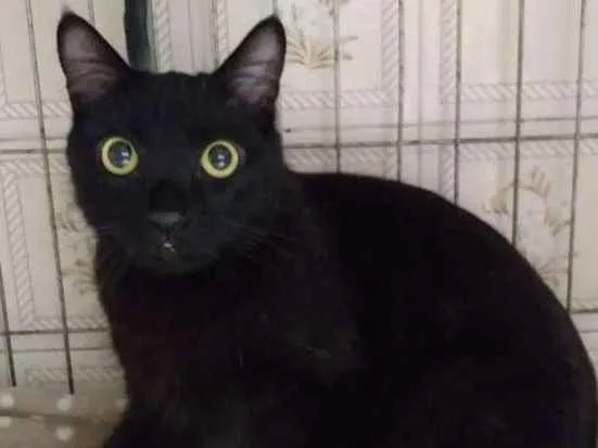 Gato ra a SRD idade 3 anos nome Lilo e Stitch