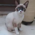 Oliver