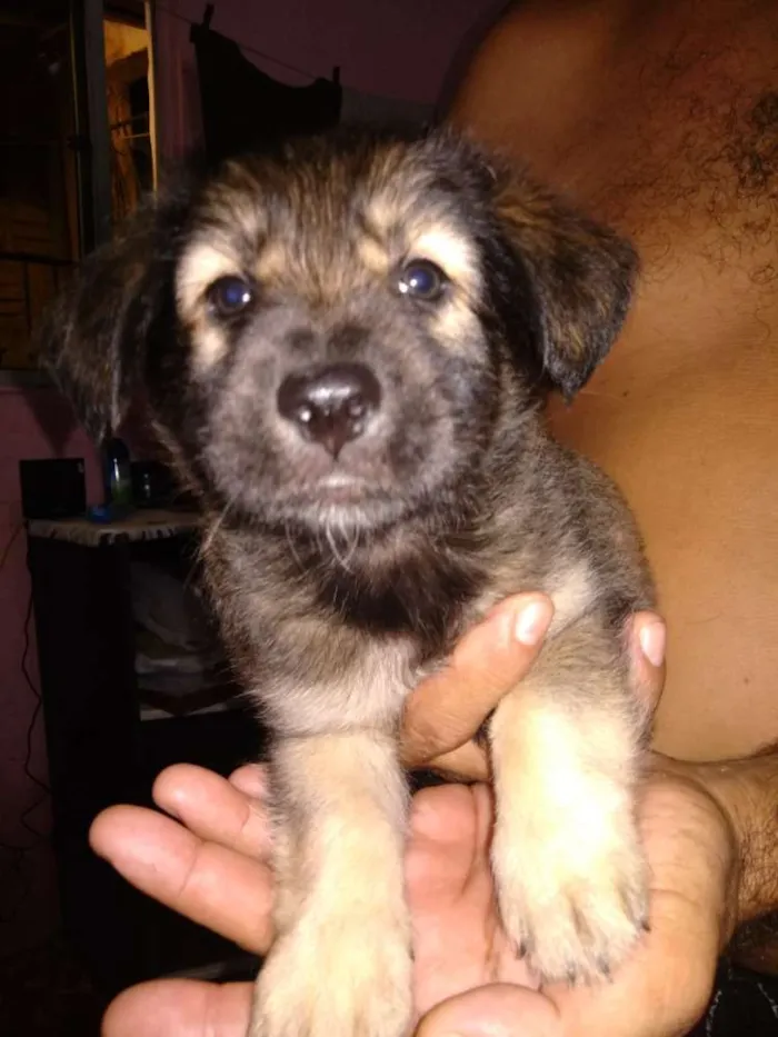 Cachorro ra a S.R.D. idade Abaixo de 2 meses nome Filhotes