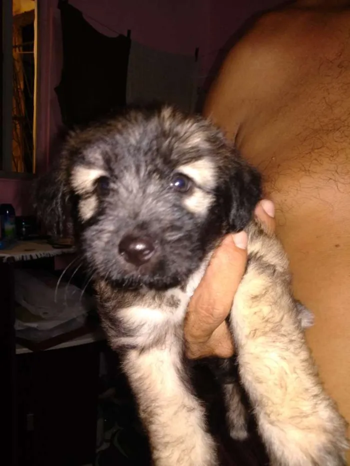 Cachorro ra a S.R.D. idade Abaixo de 2 meses nome Filhotes