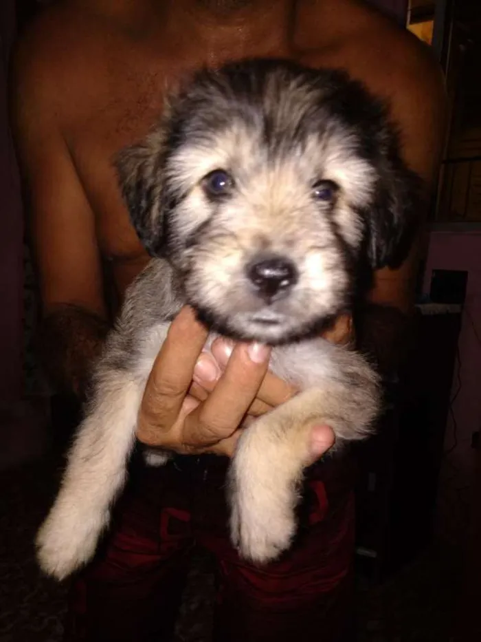 Cachorro ra a S.R.D. idade Abaixo de 2 meses nome Filhotes