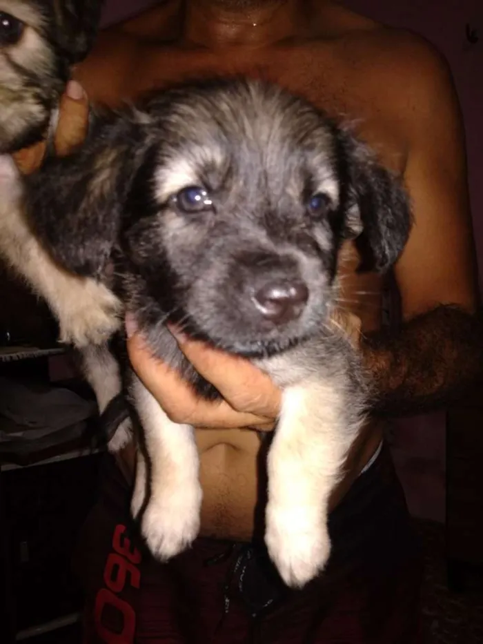 Cachorro ra a S.R.D. idade Abaixo de 2 meses nome Filhotes