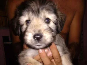 Cachorro raça S.R.D. idade Abaixo de 2 meses nome Filhotes
