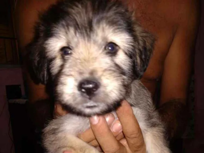 Cachorro ra a S.R.D. idade Abaixo de 2 meses nome Filhotes