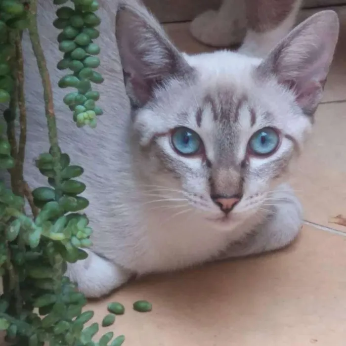 Gato ra a SRD idade 2 a 6 meses nome Óreon