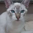 Óreon