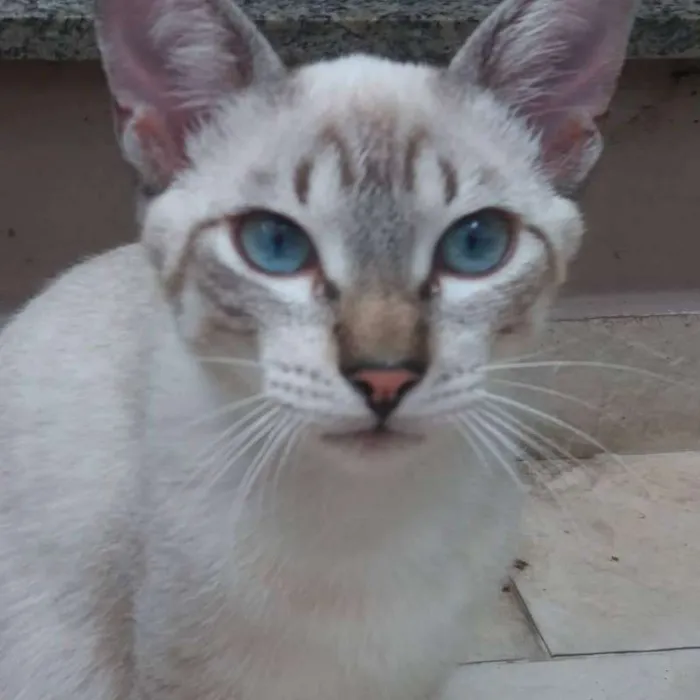 Gato ra a SRD idade 2 a 6 meses nome Óreon