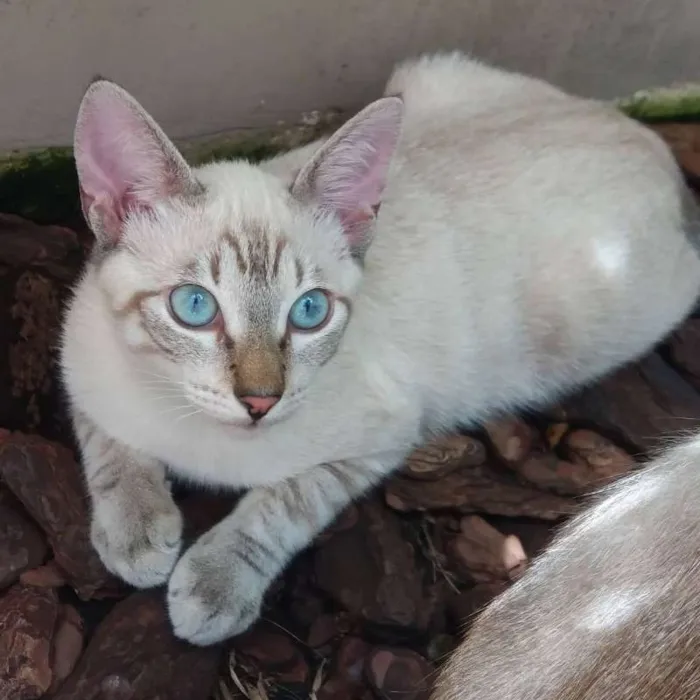 Gato ra a SRD idade 2 a 6 meses nome Óreon
