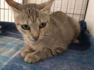Gato raça SRD idade 1 ano nome Merida