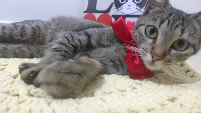 Gato ra a S/R idade 2 a 6 meses nome Sem nome 