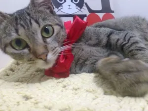 Gato raça S/R idade 2 a 6 meses nome Sem nome 