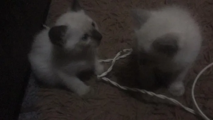 Gato ra a Siamês idade 1 ano nome Amendoin