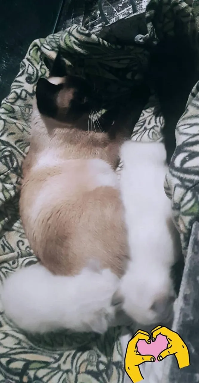 Gato ra a Siamês idade 1 ano nome Amendoin