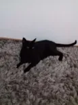 Bruce