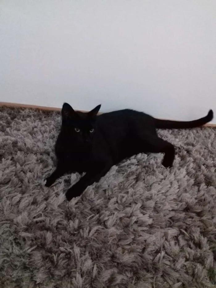 Gato ra a Raça indefinida idade 3 anos nome Bruce