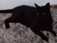 Bruce