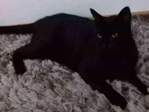 Gato ra a Raça indefinida idade 3 anos nome Bruce