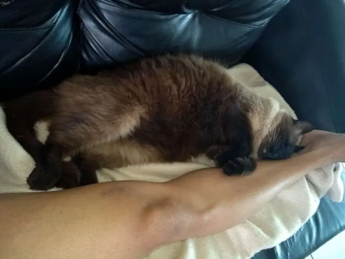 Gato raça Siamês idade 2 anos nome Maicon