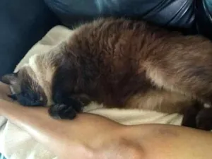 Gato raça Siamês idade 2 anos nome Maicon