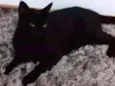 Bruce