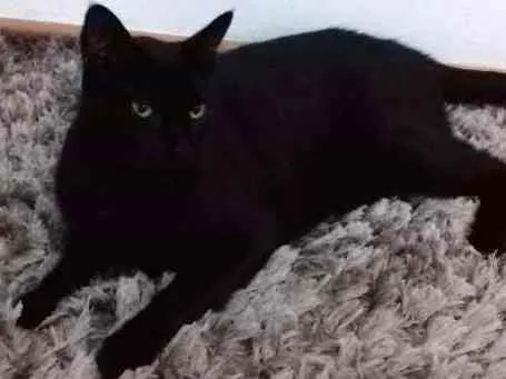 Gato ra a Raça indefinida idade 3 anos nome Bruce