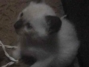 Gato raça Siamês idade 1 ano nome Amendoin