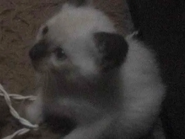 Gato ra a Siamês idade 1 ano nome Amendoin