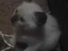 Gato raça Siamês idade 1 ano nome Amendoin