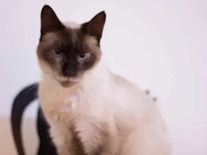 Gato raça SRD idade 5 anos nome Mutano