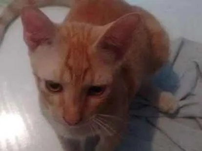 Gato ra a Vira lata idade 2 a 6 meses nome João