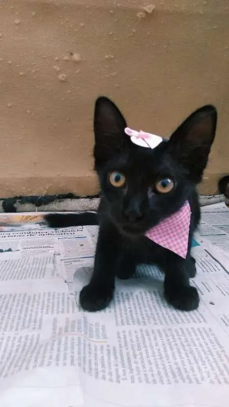 Gato ra a Sem  idade 2 a 6 meses nome Lindas Nenéns