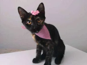 Gato raça Sem  idade 2 a 6 meses nome Lindas Nenéns