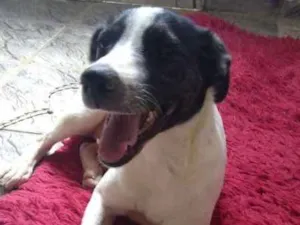 Cachorro raça SRD idade 2 a 6 meses nome Antonieta