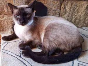 Gato raça SRD idade 1 ano nome Hortênsia