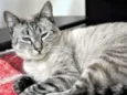 Maitê