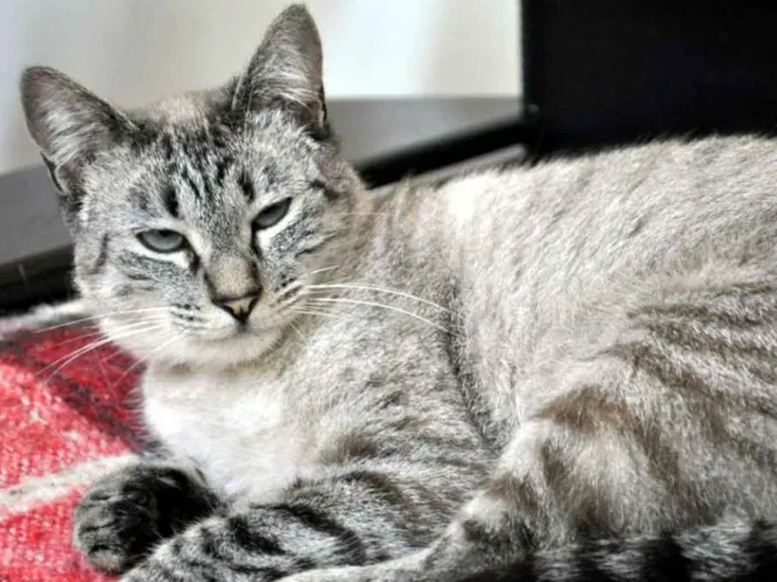 Gato ra a SRD idade 1 ano nome Maitê