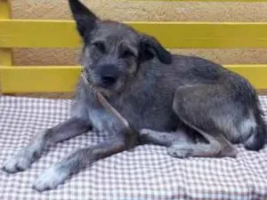 Cachorro raça srd idade 2 anos nome Luna