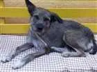 Cachorro raça srd idade 2 anos nome Luna