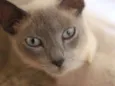 Nefertiti