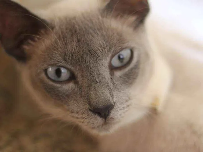 Gato ra a SRD idade 7 a 11 meses nome Nefertiti