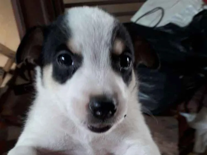 Cachorro ra a Srd idade Abaixo de 2 meses nome Filhotinhos