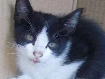 Gato ra a  idade Abaixo de 2 meses nome Juninho