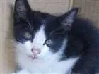 Gato raça  idade Abaixo de 2 meses nome Juninho