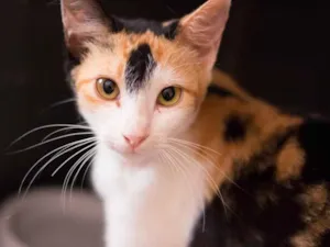 Gato raça SRD idade 7 a 11 meses nome Muchie