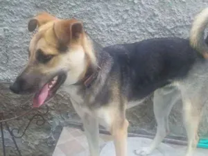 Cachorro raça Não definida idade 1 ano nome Fred