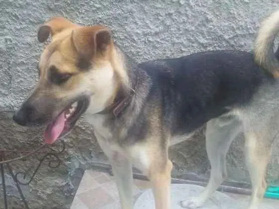 Cachorro ra a Não definida idade 1 ano nome Fred