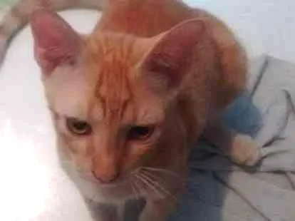 Gato ra a Vira lata idade 2 a 6 meses nome João