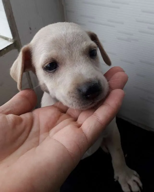 Cachorro ra a Sem Raça definida idade 2 a 6 meses nome Branca