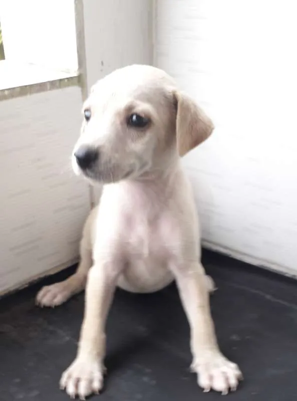 Cachorro ra a Sem Raça definida idade 2 a 6 meses nome Branca