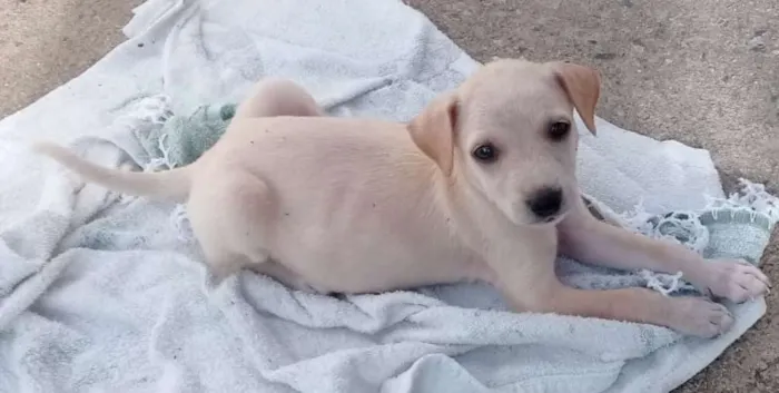 Cachorro ra a Sem Raça definida idade 2 a 6 meses nome Branca